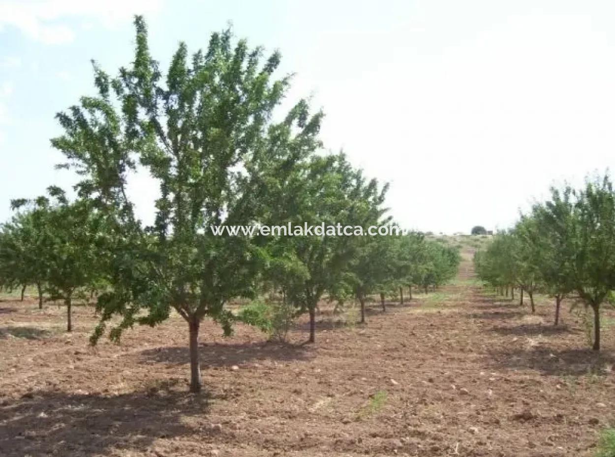 Garten Zum Verkauf In Mugla Region 880000M2 Nussbaum