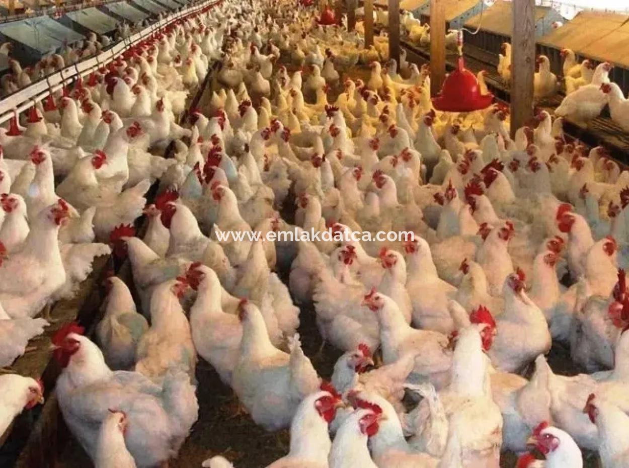 Garten Zum Verkauf In Mugla Region 880000M2 Nussbaum