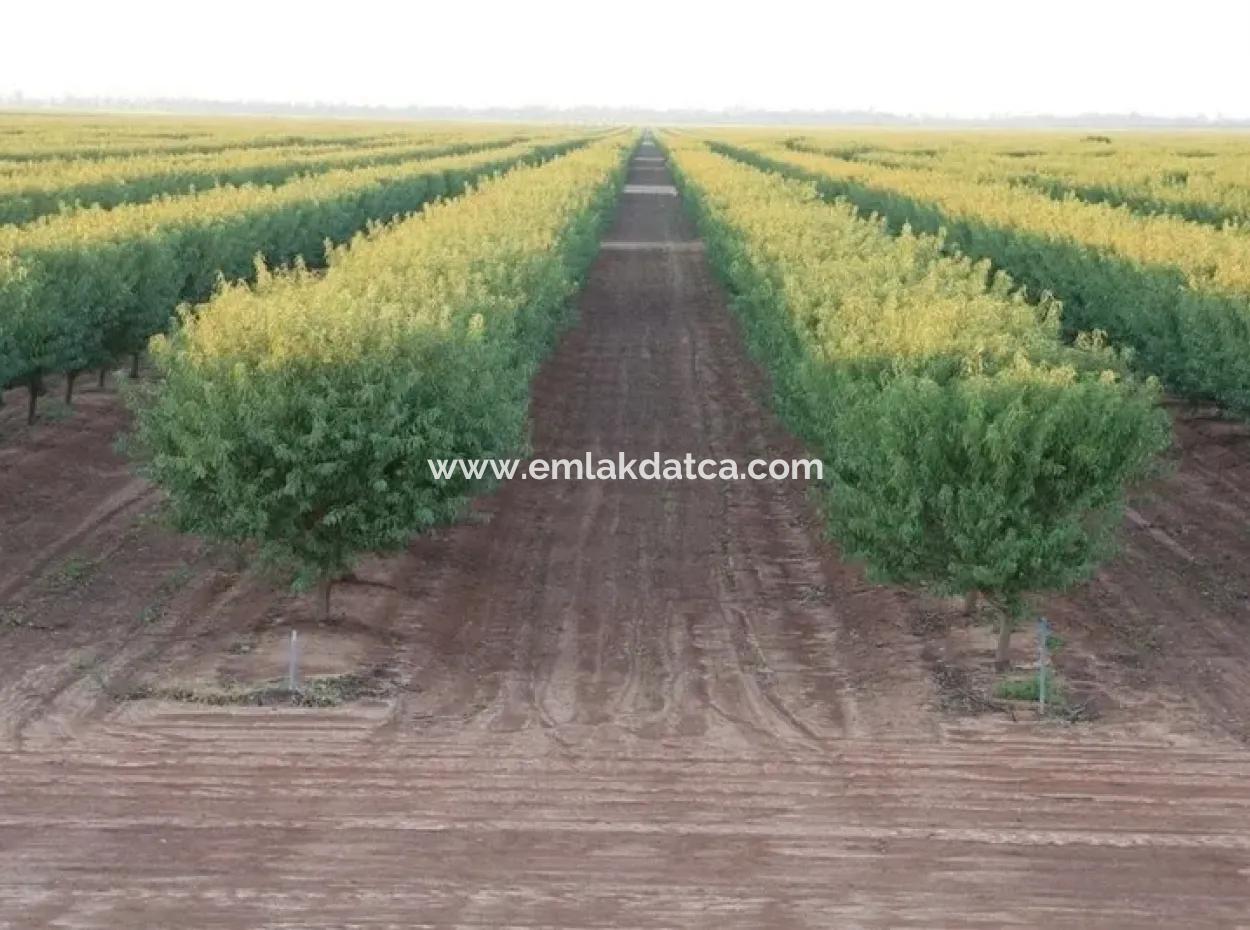 Garten Zum Verkauf In Mugla Region 880000M2 Nussbaum