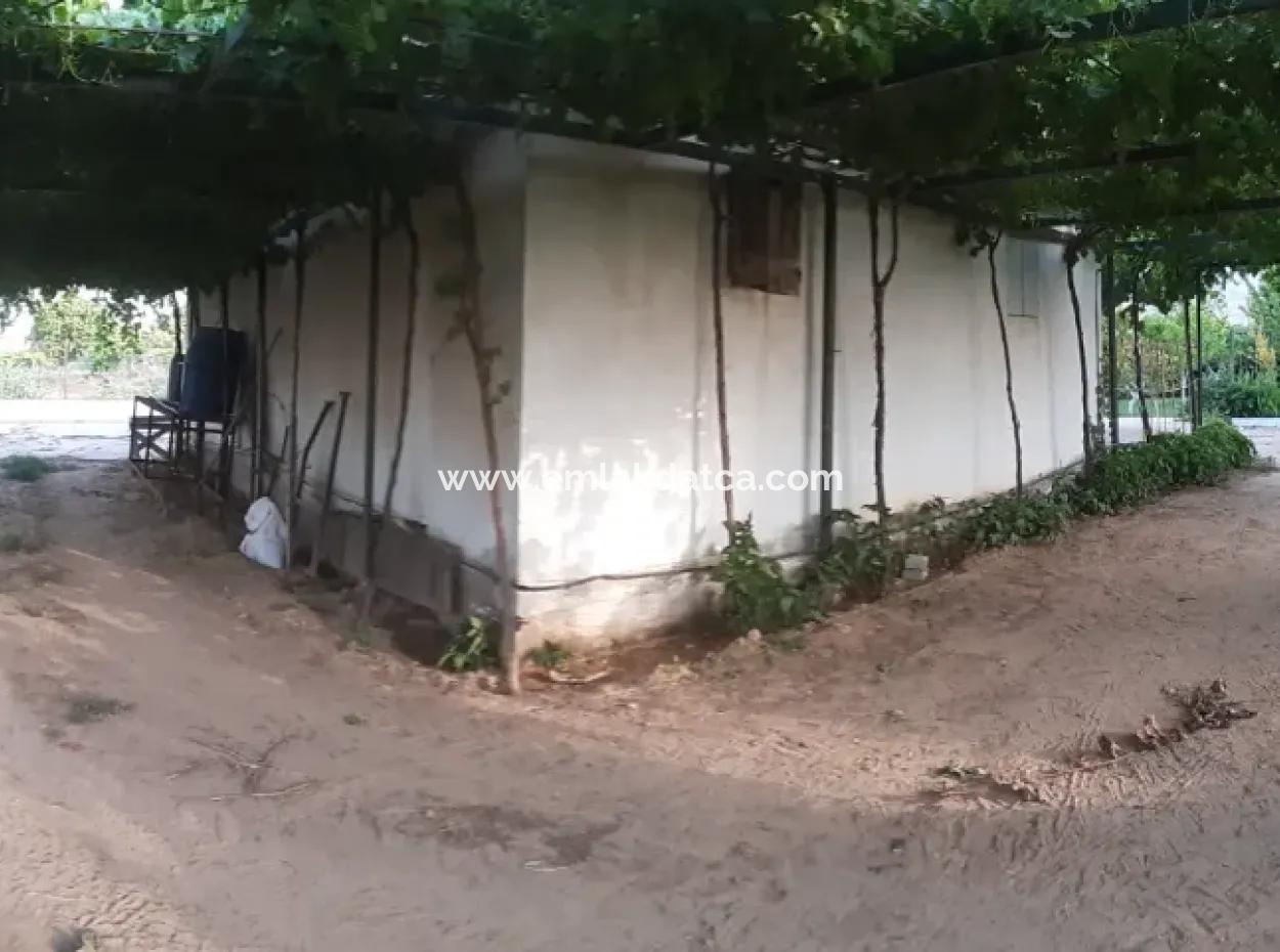 Manisa Präfektur Alasehir Bezirk 19000M2 Traubenfrierungsbetrieb Zum Dringenden Verkauf