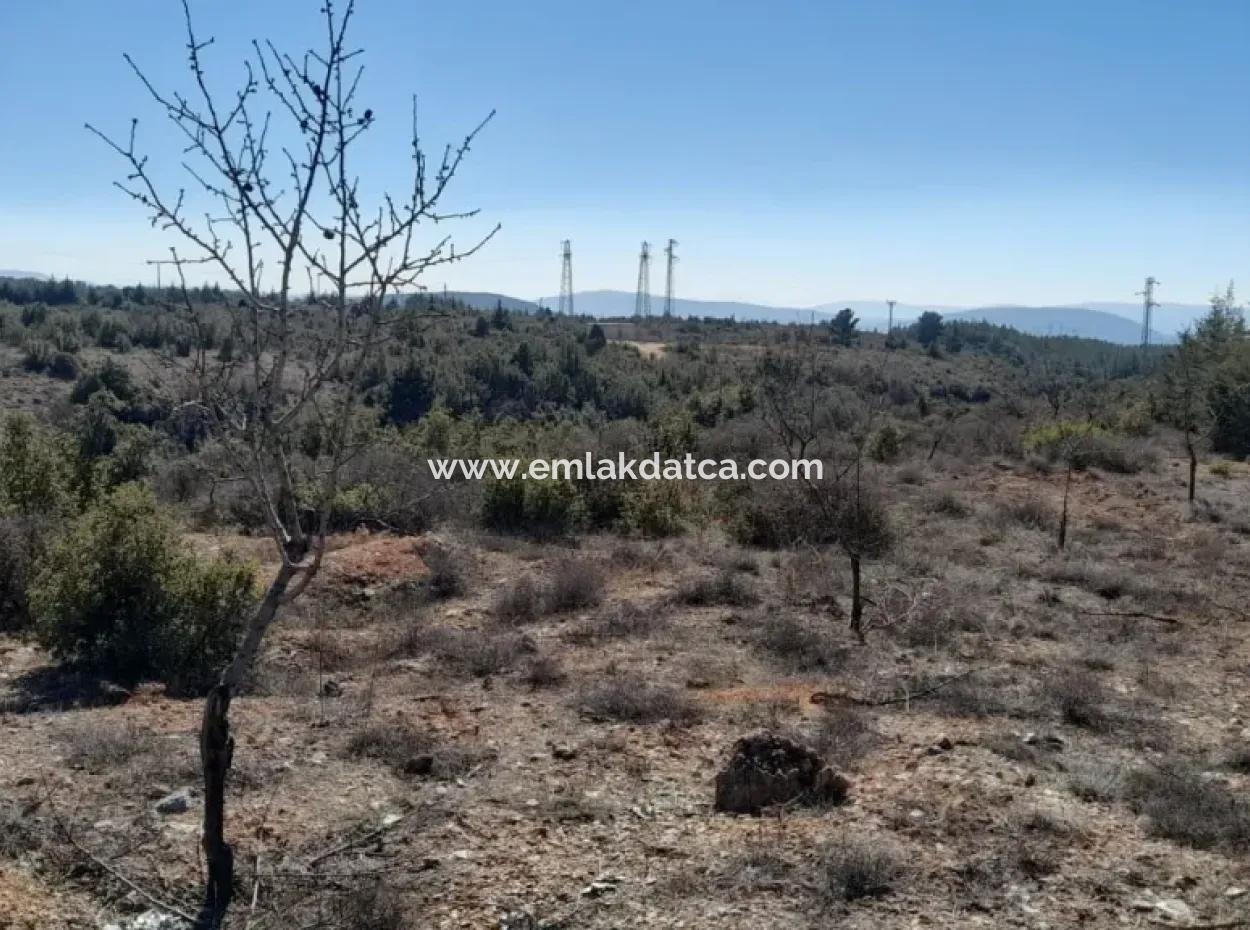 Der 200000M2 Mandelgarten Steht Im Zentrum Von Mugla Zum Verkauf.