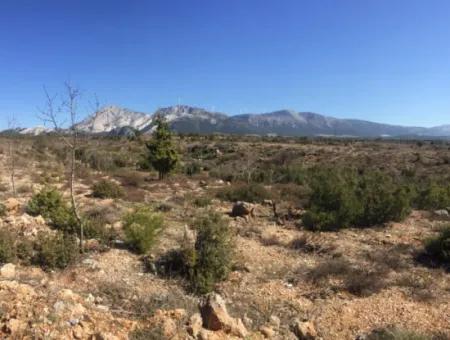 Der 200000M2 Mandelgarten Steht Im Zentrum Von Mugla Zum Verkauf.