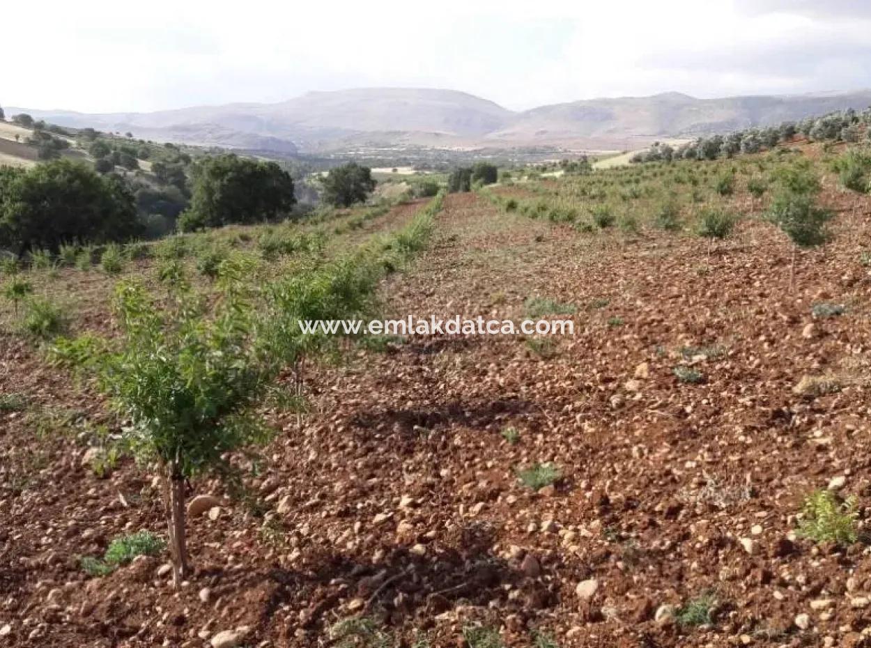 Garden For Sale In Mugla Region 880000M2 Walnut