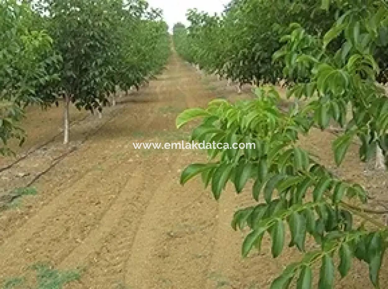 Garden For Sale In Mugla Region 880000M2 Walnut