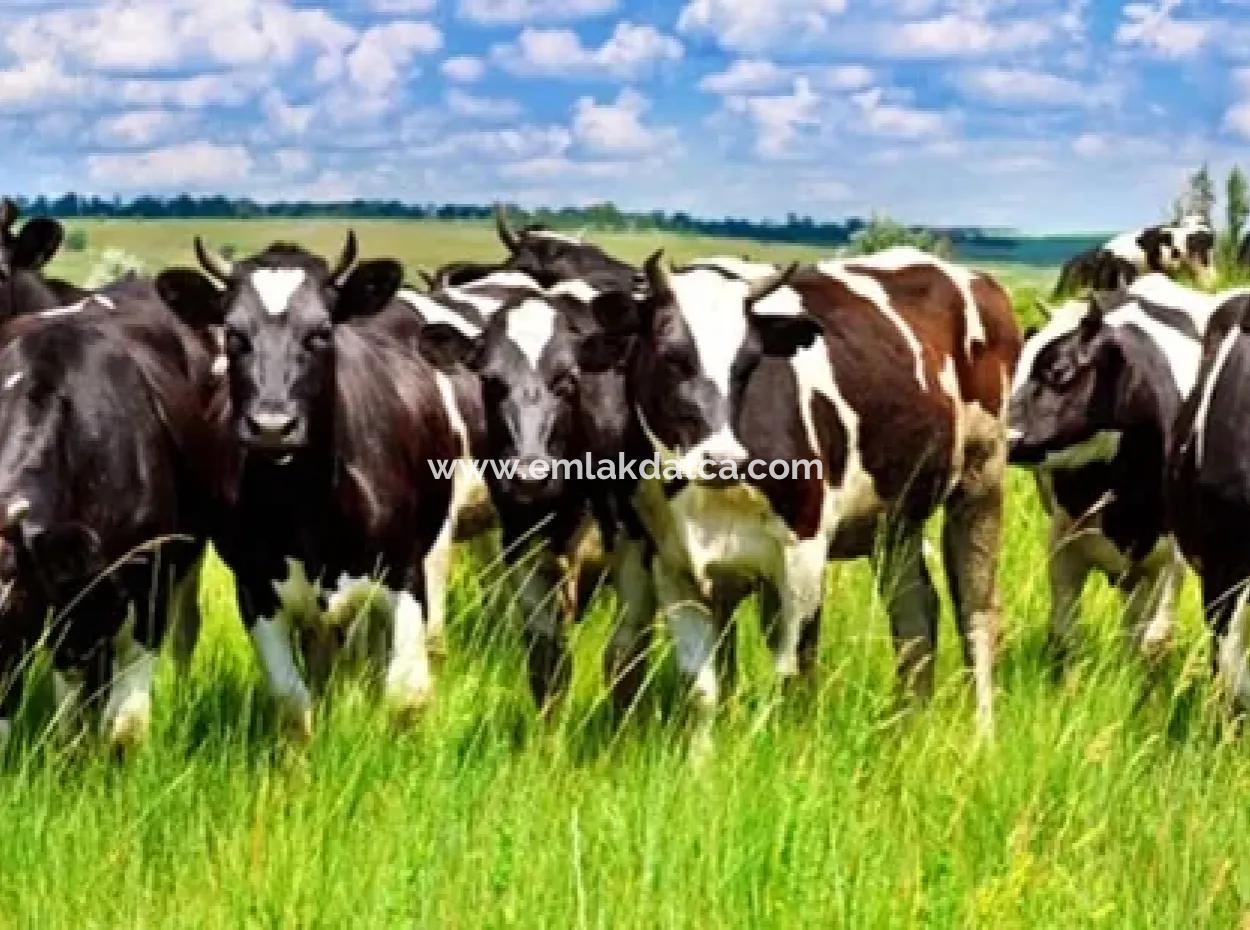 Garden For Sale In Mugla Region 880000M2 Walnut