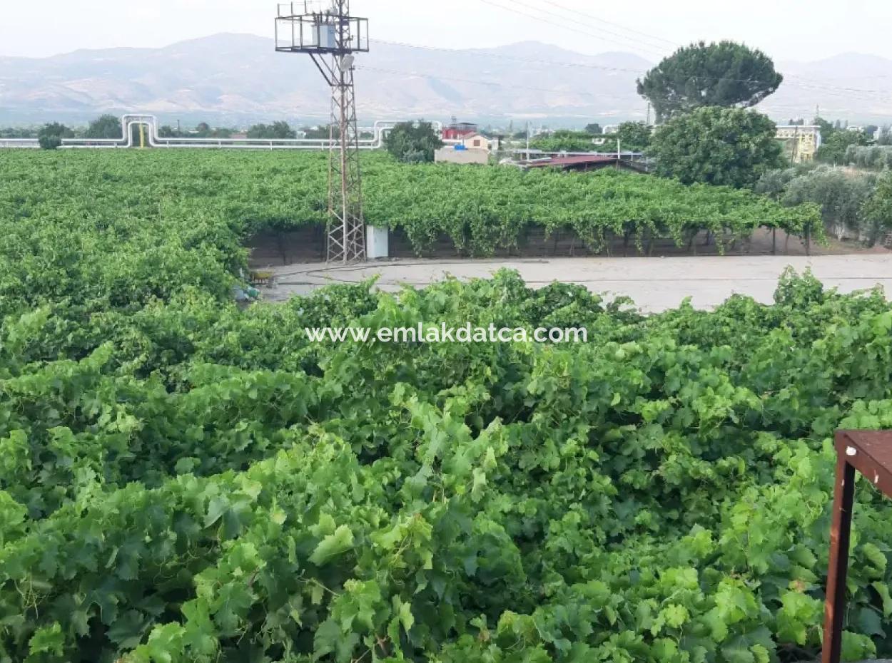 Manisa Prefecture Alasehir District 19000M2 Grapefring Farm For Urgent Sale
