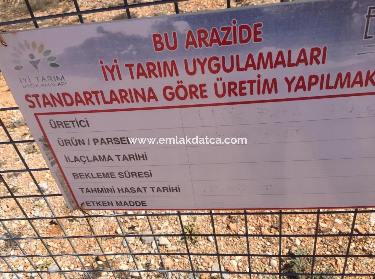 The 200000M2 Almond Garden Is For Sale In The Center Of Mugla.