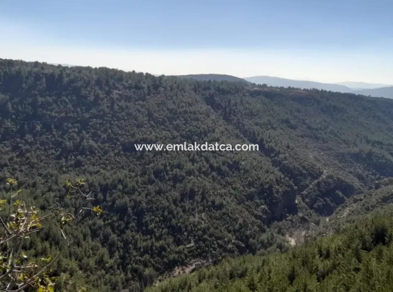 The 200000M2 Almond Garden Is For Sale In The Center Of Mugla.