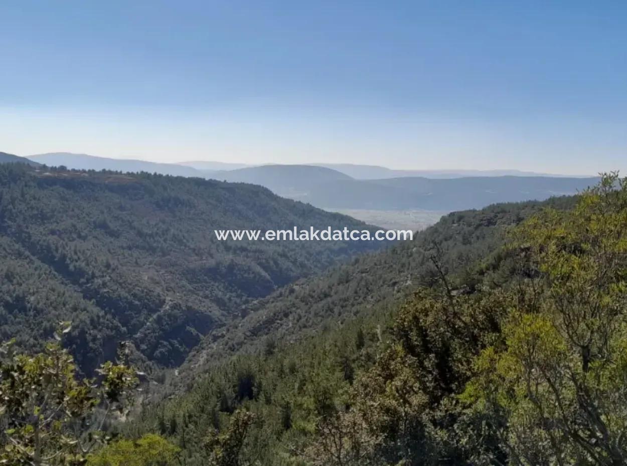 The 200000M2 Almond Garden Is For Sale In The Center Of Mugla.