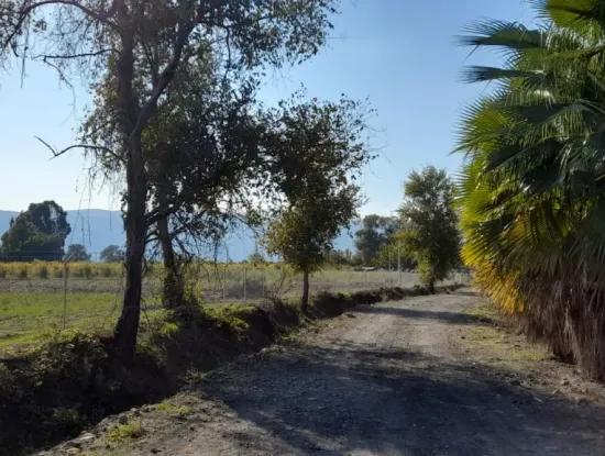 32000M2 Arable Avocados, Greenhouse Construction, Farms, Suitable For Livestock Land In Köyceğinz Döğüşbelen