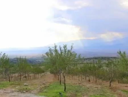 Garden For Sale In Mugla Region 880000M2 Walnut