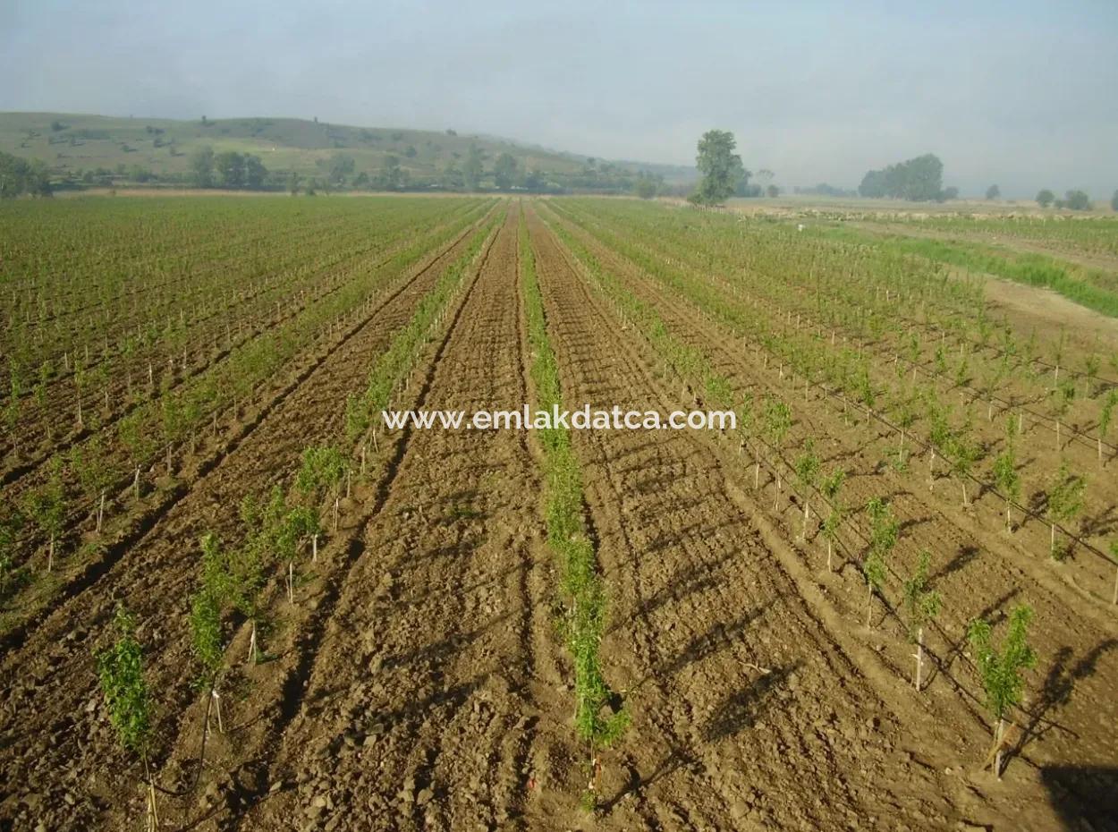 Muğla Bölgesinde 880000M2 Satılık Ceviz Bahçesi
