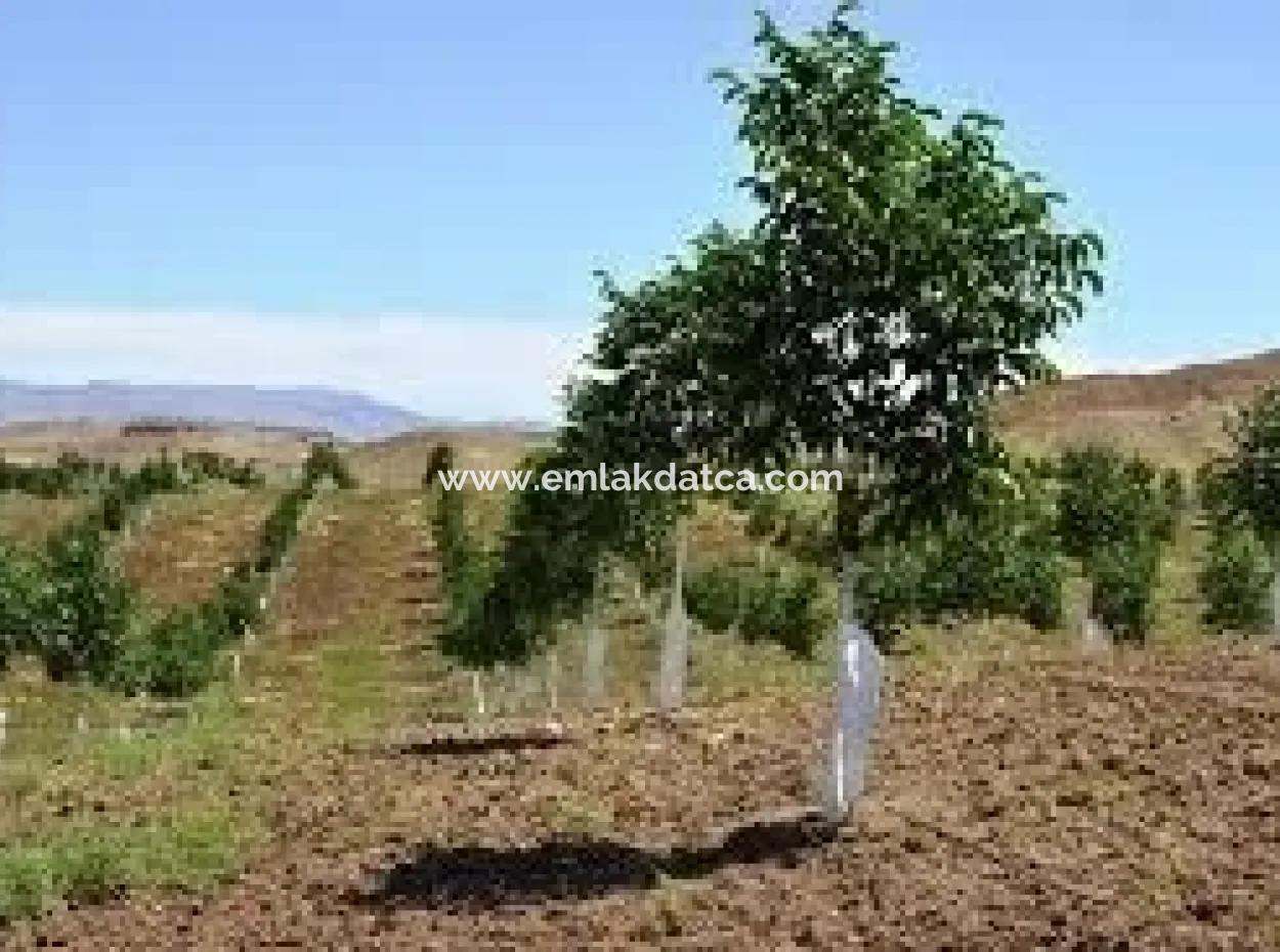 Muğla Bölgesinde 880000M2 Satılık Ceviz Bahçesi