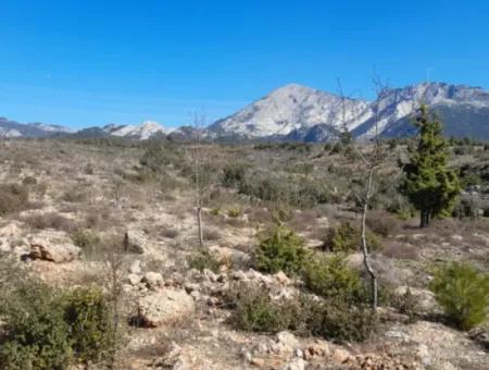 Muğla Merkezinde 200000M2 Badem Bahçesi Satılıktır.