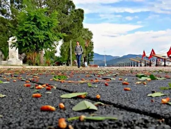 Köyceğiz Fotoğrafları
